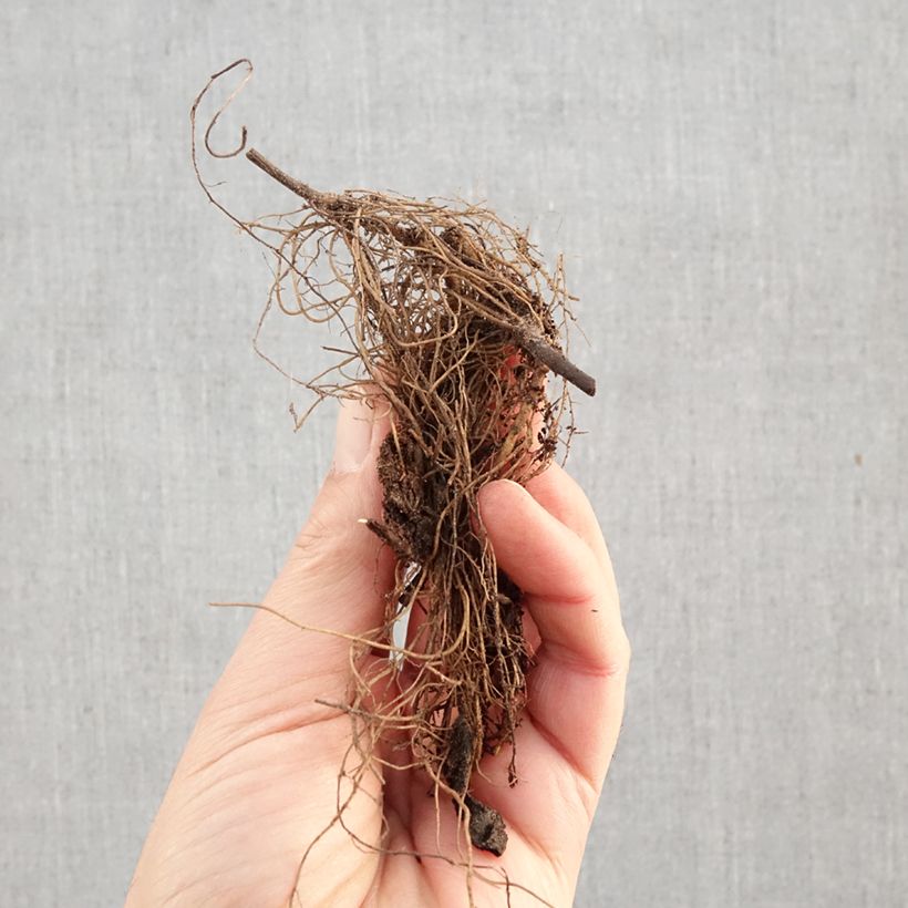 Aster dumosus Lady In Blue Piante piccole a radice nuda esemplare consegnato in inverno