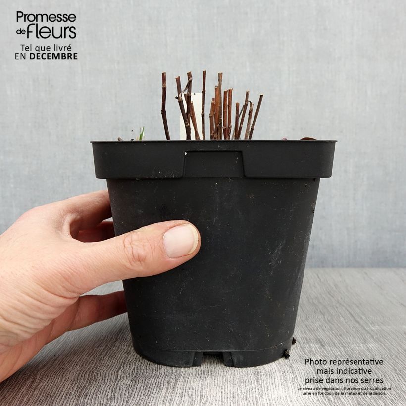 Esemplare di Aster dumosus Marjorie Vaso da 2L/3L come consegnato in autunno