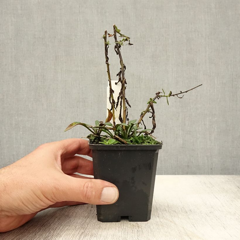Esemplare di Aster dumosus Neron Vasetto da 8/9 cm come consegnato in autunno