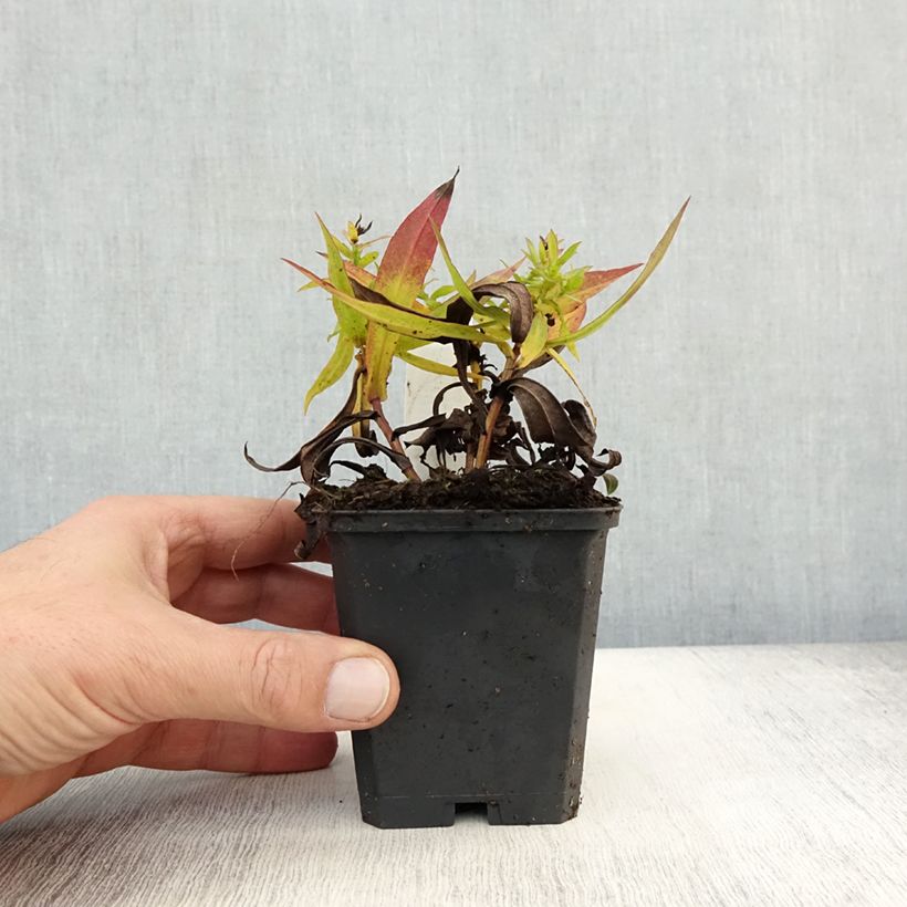 Esemplare di Aster dumosus Professeur Anton Kippenberg Vasetto da 8/9 cm come consegnato in autunno