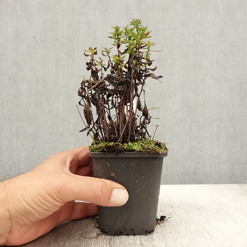 Esemplare di Aster dumosus Samoa Vasetto da 8/9 cm come consegnato in autunno
