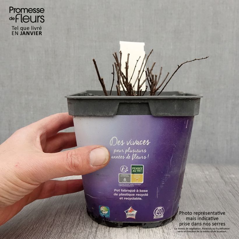 Aster dumosus Samoa Vaso da 2L/3L esemplare consegnato in inverno