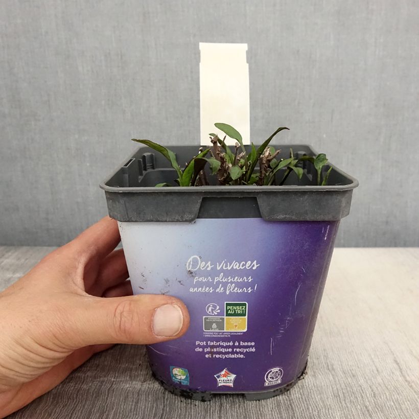 Aster dumosus Samoa Vaso da 2L/3L esemplare consegnato in primavera