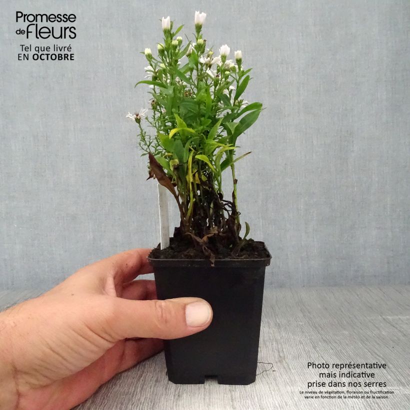 Esemplare di Aster dumosus Schneekissen Vasetto da 8/9 cm come consegnato in autunno