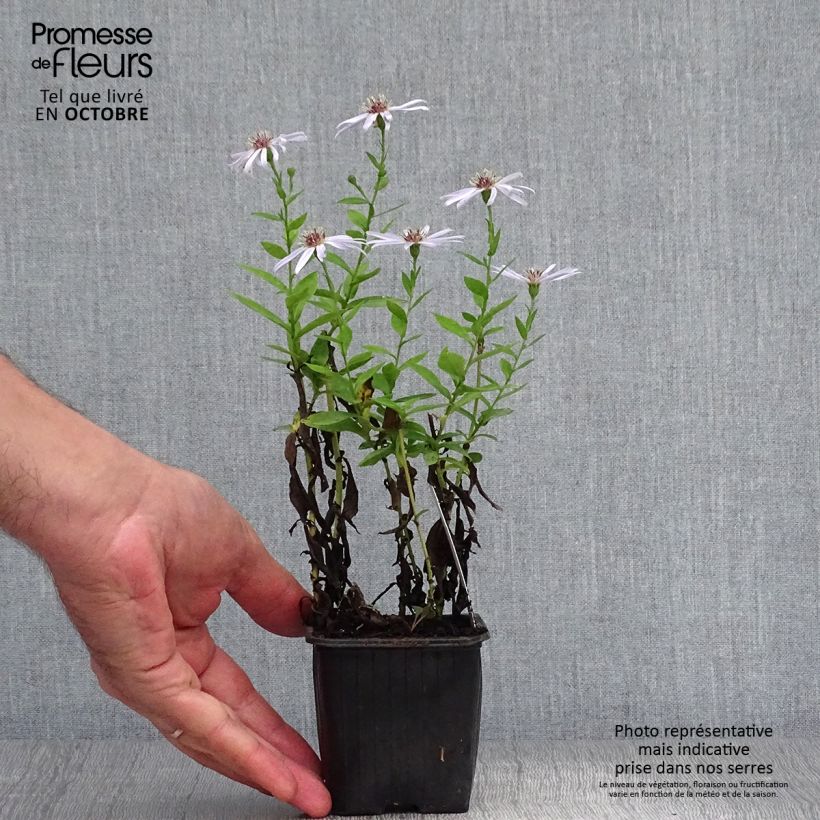 Esemplare di Aster dumosus Silberblaukissen Vasetto da 8/9 cm come consegnato in autunno