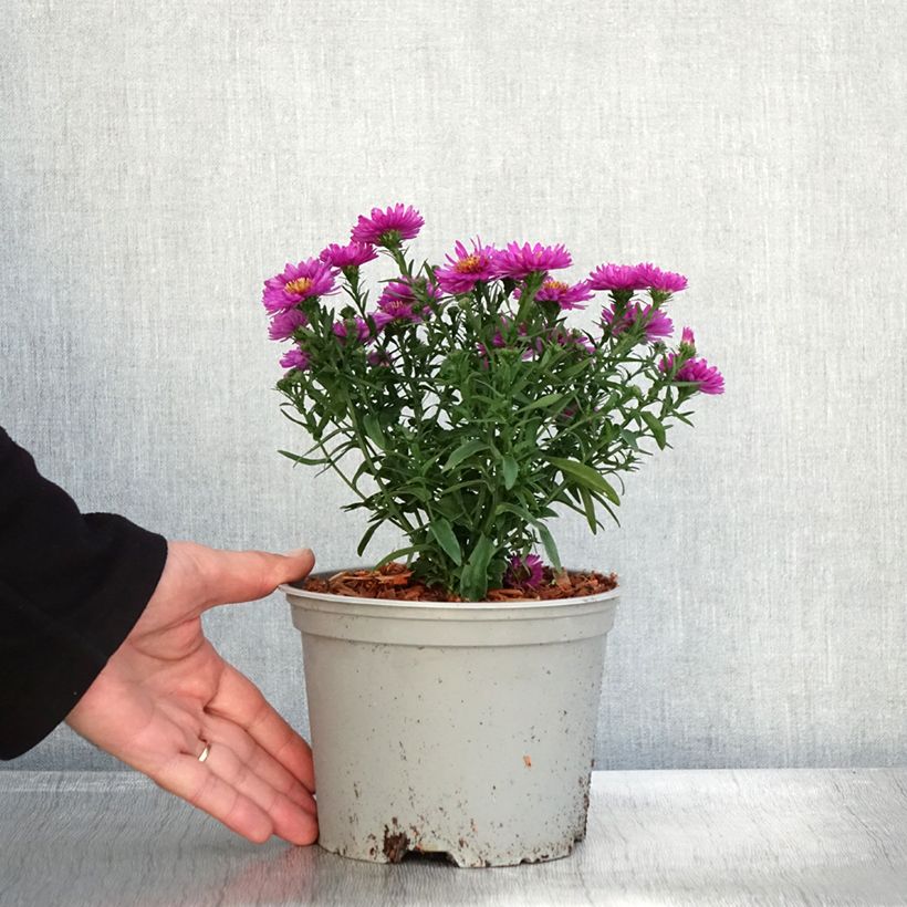 Esemplare di Aster dumosus Starlight Vaso da 2L/3L come consegnato in autunno