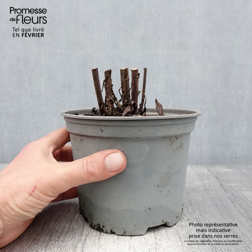 Aster dumosus Starlight Vaso da 2L/3L esemplare consegnato in inverno