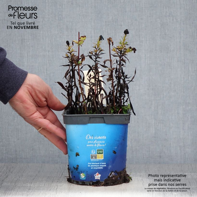 Esemplare di Aster dumosus Tonga Vaso da 2L/3L come consegnato in autunno