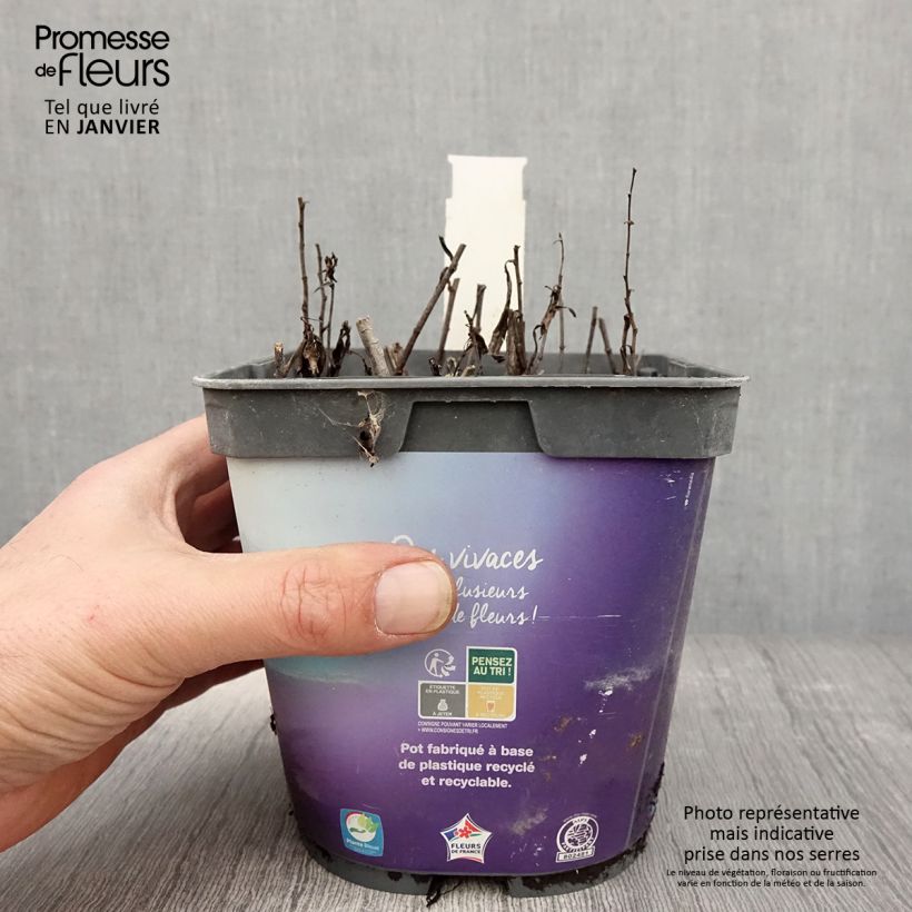 Aster dumosus Tonga Vaso da 2L/3L esemplare consegnato in inverno