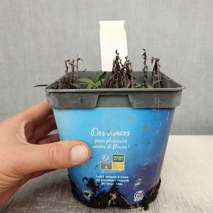 Aster dumosus Tonga Vaso da 2L/3L esemplare consegnato in primavera