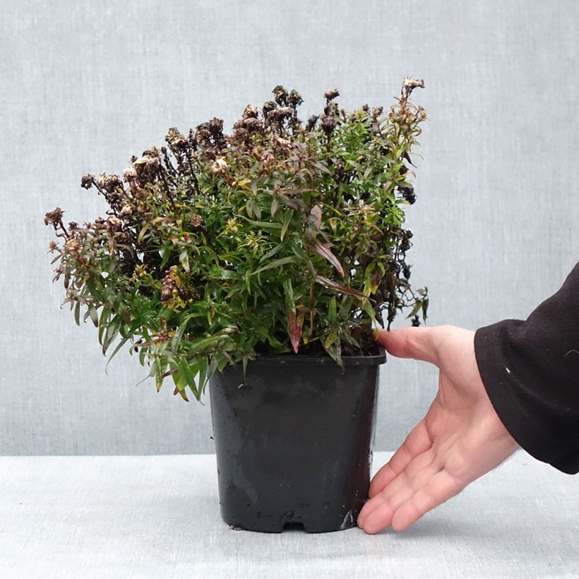 Aster novi-belgii Wood's Purple - Astro settembrino Vaso da 1,5L/2L esemplare consegnato in inverno