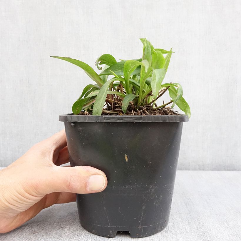 Aster novi-belgii Wood's Purple - Astro settembrino Vaso da 1,5L/2L esemplare consegnato in primavera