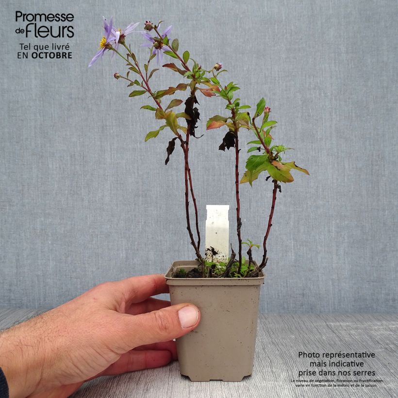 Esemplare di Aster ageratoides Eleven purple Vasetto da 8/9 cm come consegnato in autunno