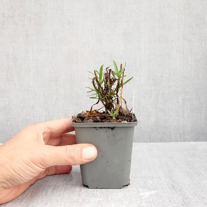 Esemplare di Aster ericoides Esther Vasetto da 8/9 cm come consegnato in autunno