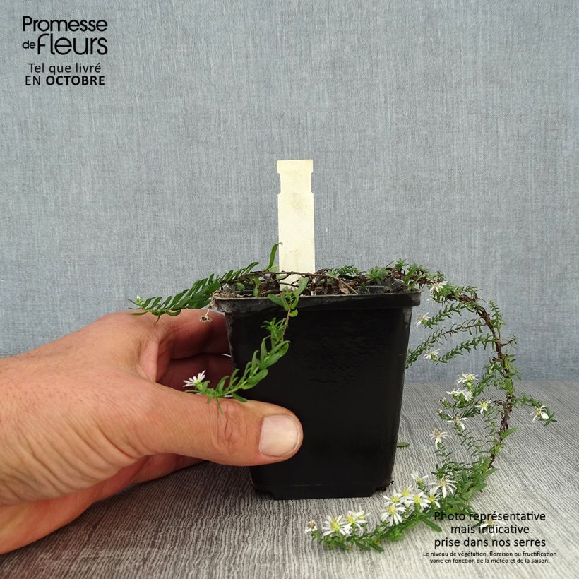 Esemplare di Aster ericoides f. prostratus Snow Flurry Vasetto da 7/8 cm come consegnato in autunno