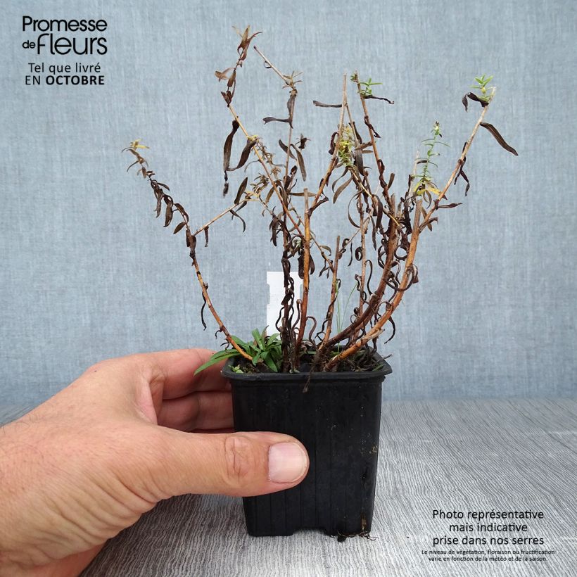 Esemplare di Aster ericoides Vasetto da 8/9 cm come consegnato in autunno