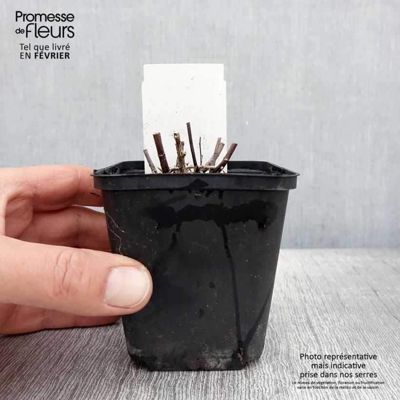 Aster ericoides Herbstmyrte Vasetto da 8/9 cm esemplare consegnato in inverno