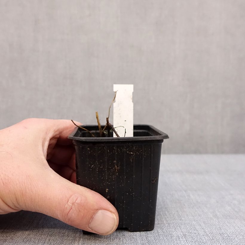 Aster ericoides Schneegitter Vasetto da 8/9 cm esemplare consegnato in inverno