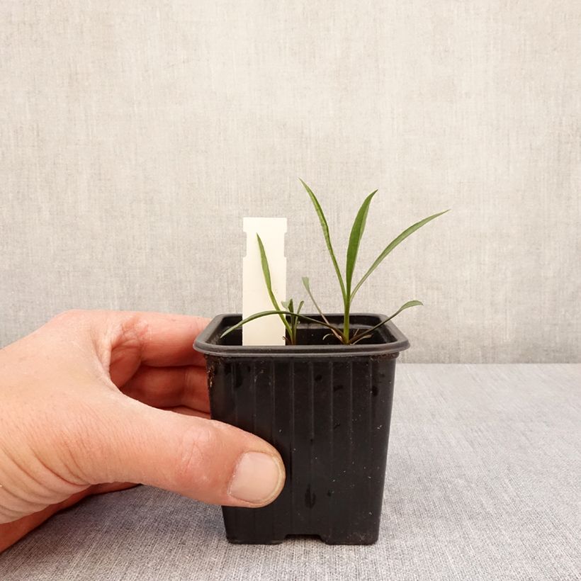 Aster ericoides Schneegitter Vasetto da 8/9 cm esemplare consegnato in primavera