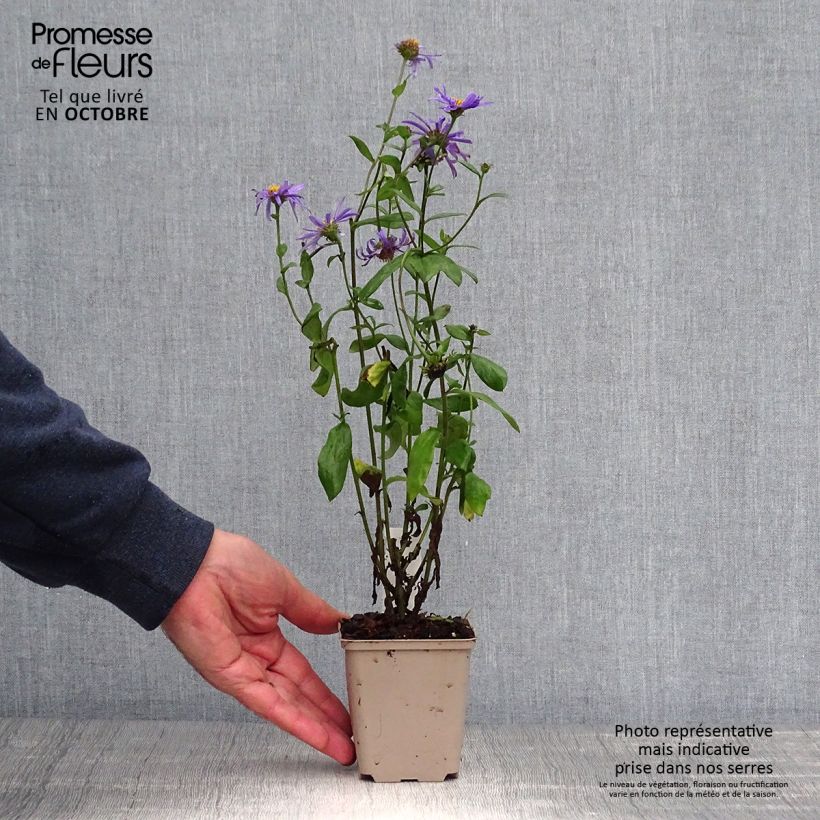 Esemplare di Aster frikartii Jungfrau Vasetto da 8/9 cm come consegnato in autunno