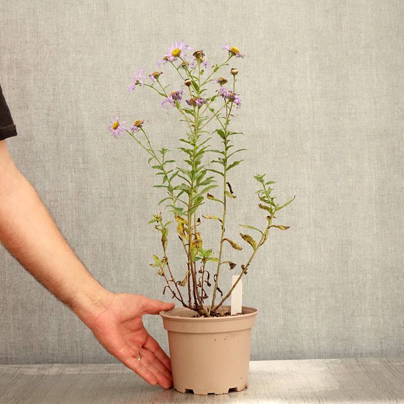 Esemplare di Aster frikartii Mönch Vaso da 1L/1,5L come consegnato in autunno
