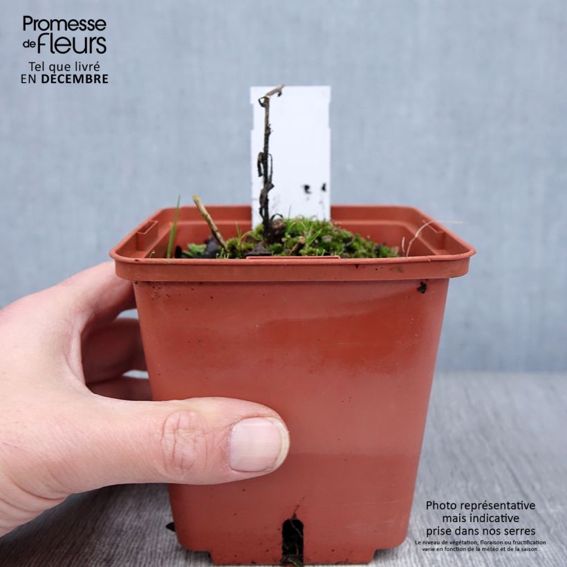 Aster frikartii Mönch Vaso da 1L/1,5L esemplare consegnato in inverno