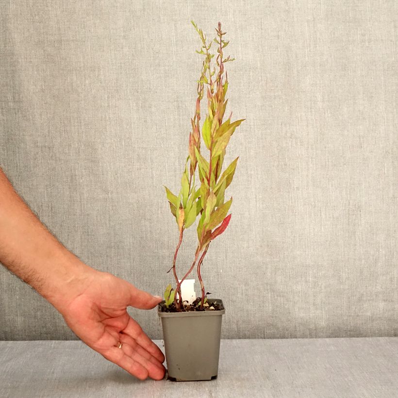 Esemplare di Aster lateriflorus Chloe Vasetto da 8/9 cm consegnato in estate