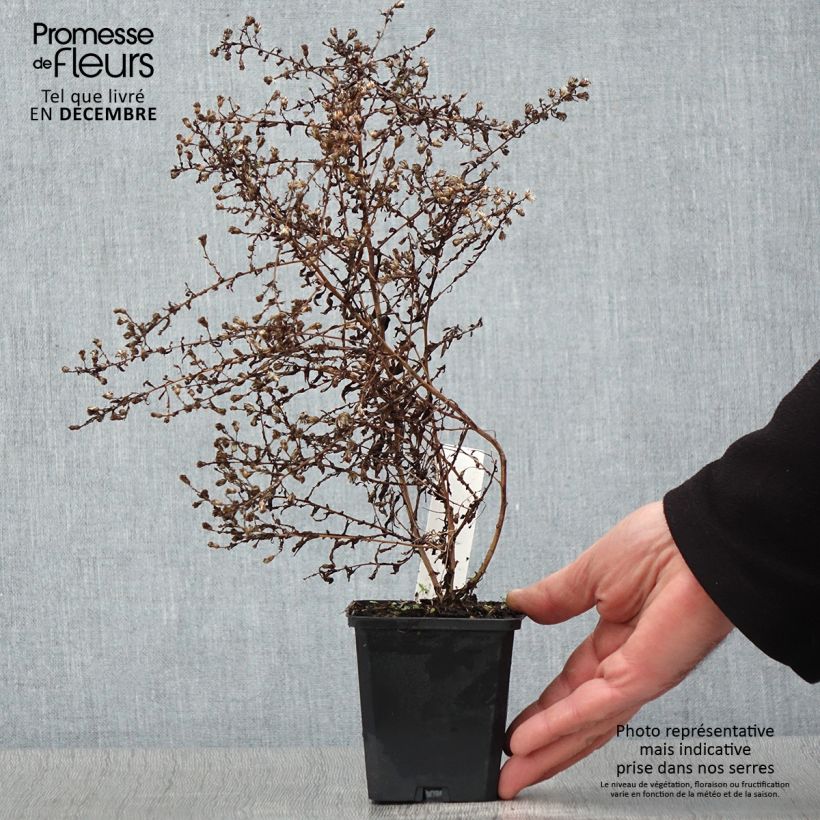 Esemplare di Aster lateriflorus Horizontalis Vasetto da 8/9 cm come consegnato in autunno