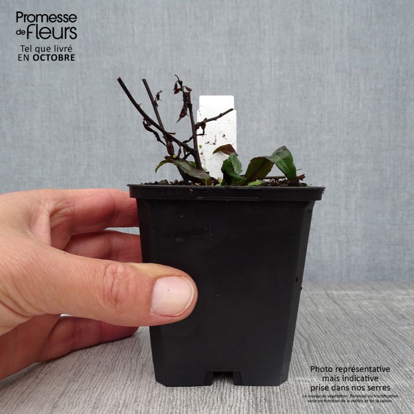 Esemplare di Aster lateriflorus Lady In Black Vasetto da 8/9 cm come consegnato in autunno