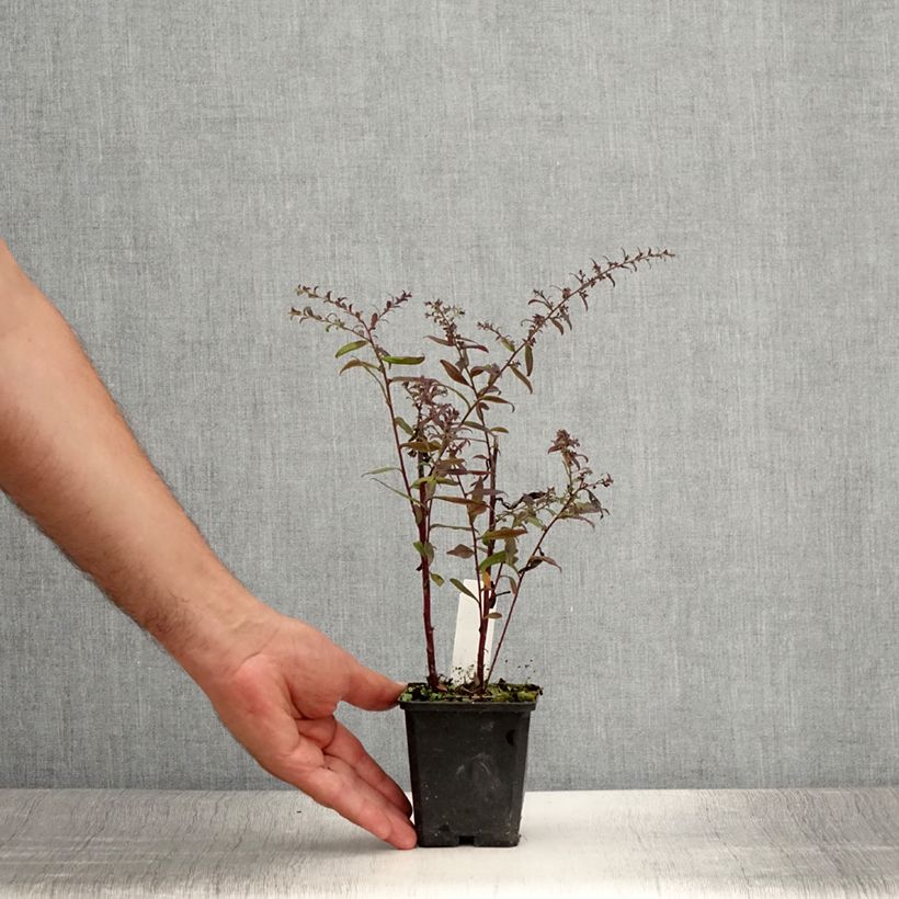 Esemplare di Aster lateriflorus Prince Vasetto da 8/9 cm consegnato in estate