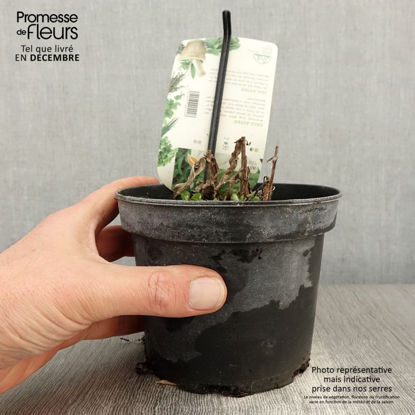 Esemplare di Tripolium pannonicum - Astro marino Vaso da 1,5L/2L come consegnato in autunno