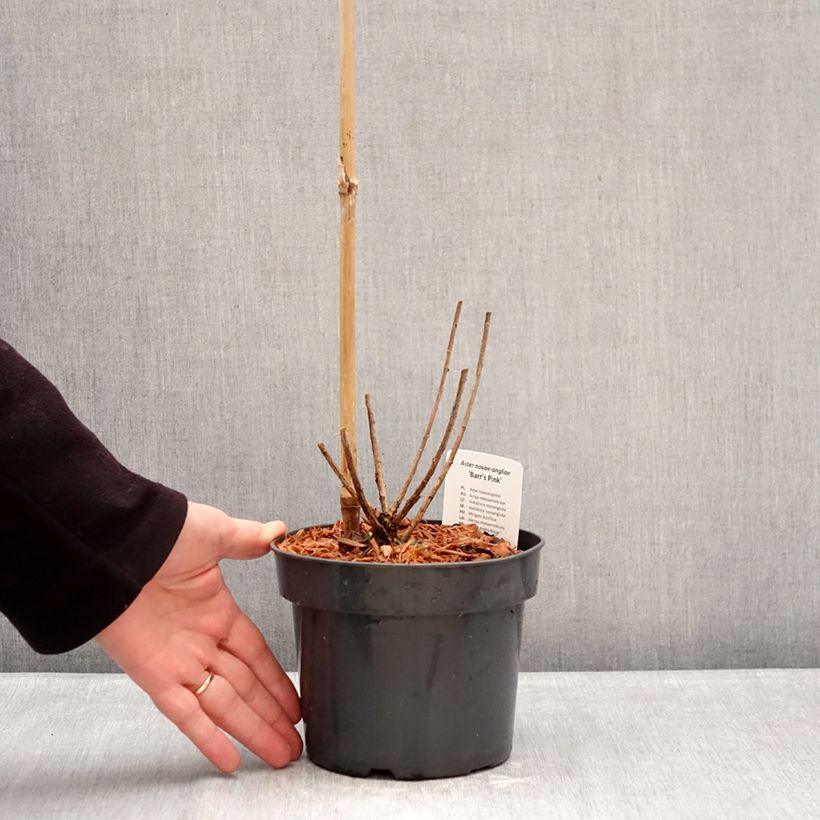 Aster novae-angliae Barrs Pink - Astro settembrino Vaso da 2L/3L esemplare consegnato in inverno