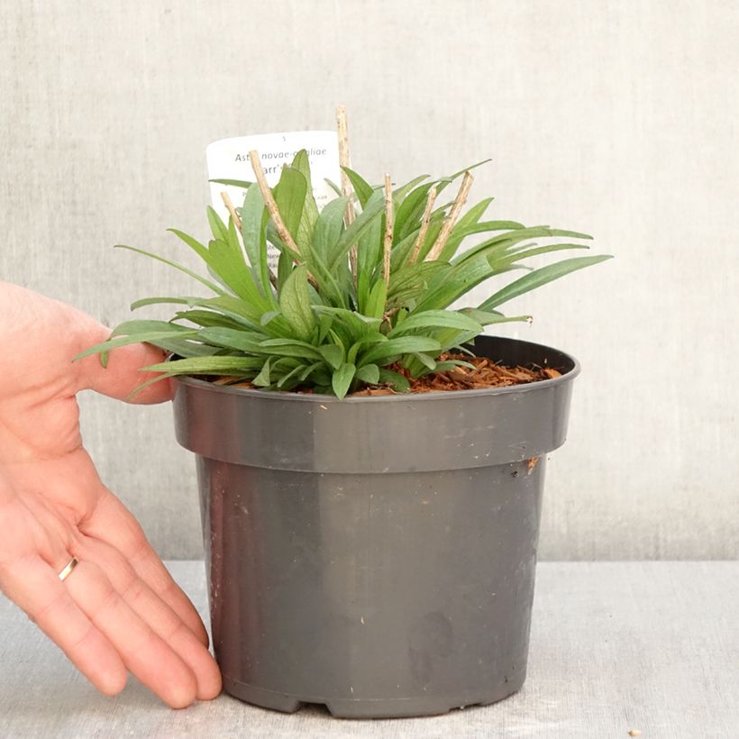 Aster novae-angliae Barrs Pink - Astro settembrino Vaso da 2L/3L esemplare consegnato in primavera