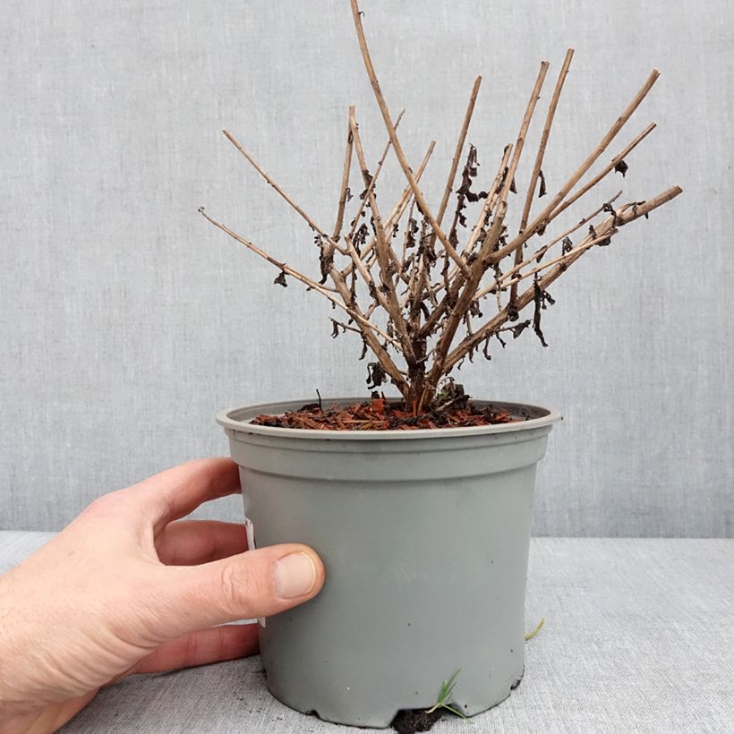 Aster novae-angliae Barrs Blue - Astro settembrino Vaso da 2L/3L esemplare consegnato in inverno