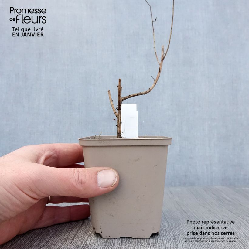 Aster novae-angliae Guido en Gezelle - Astro settembrino Vasetto da 8/9 cm esemplare consegnato in inverno