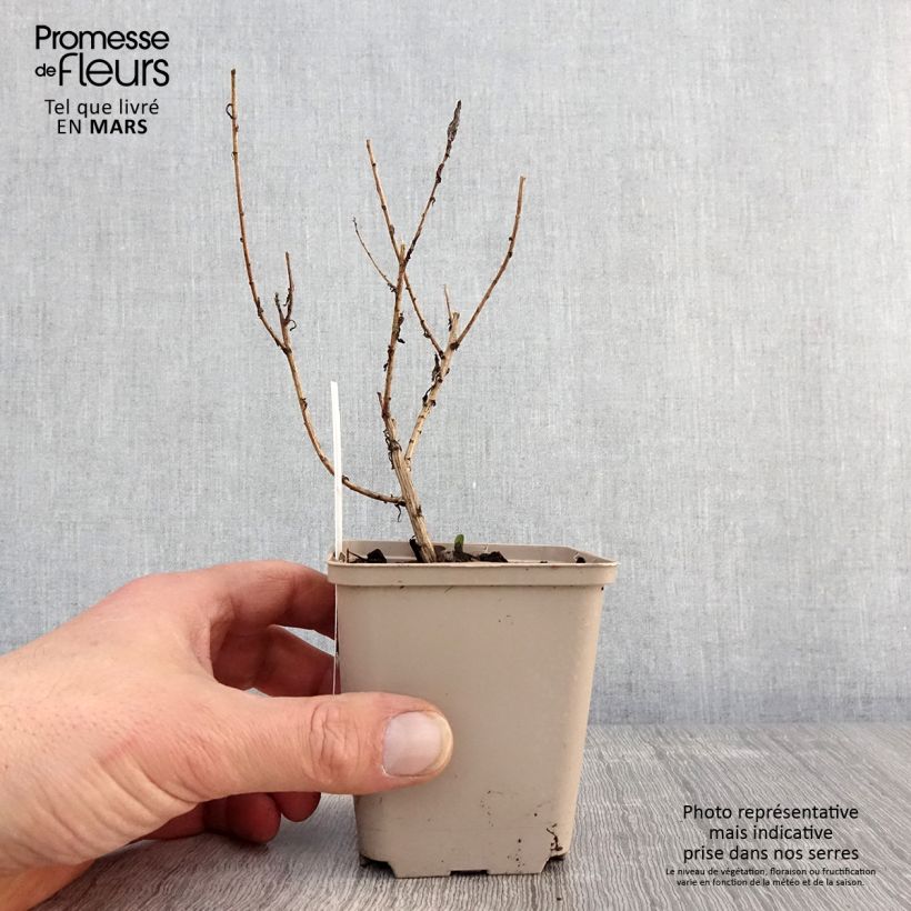 Aster novae-angliae Guido en Gezelle - Astro settembrino Vasetto da 8/9 cm esemplare consegnato in primavera