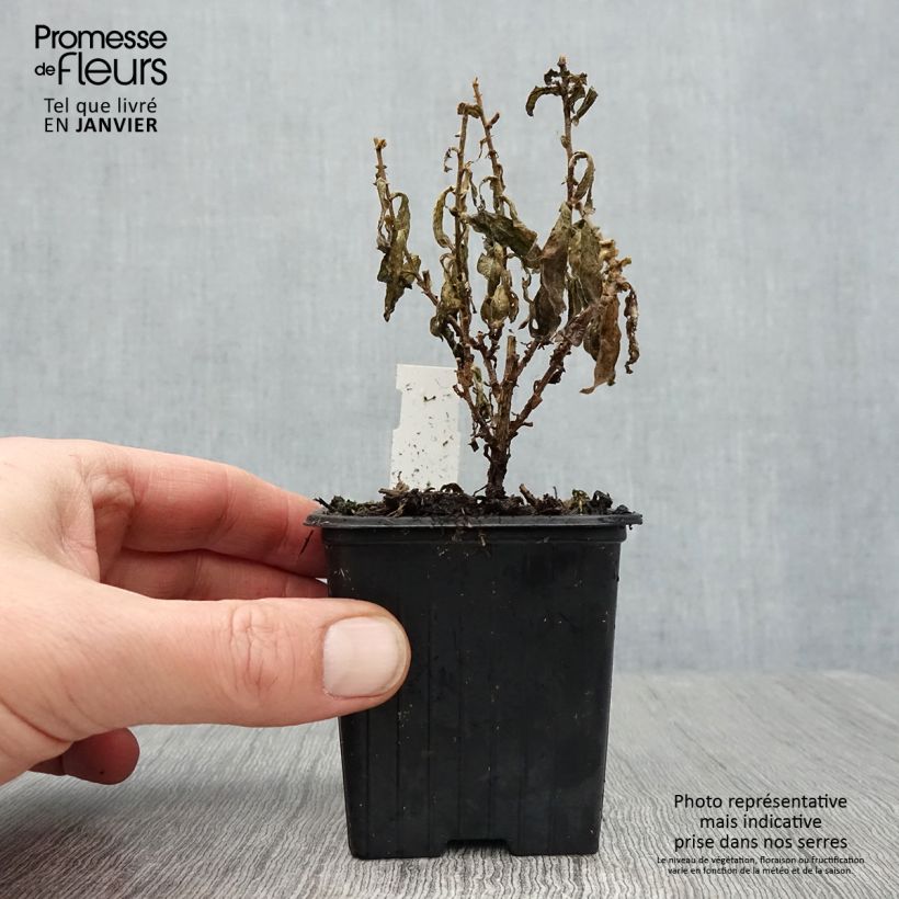 Aster novae-angliae Rosa Sieger - Astro settembrino Vasetto da 7/8 cm esemplare consegnato in inverno