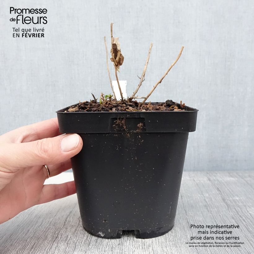 Aster novae-angliae Septemberrubin - Astro settembrino Vaso da 2L/3L esemplare consegnato in inverno