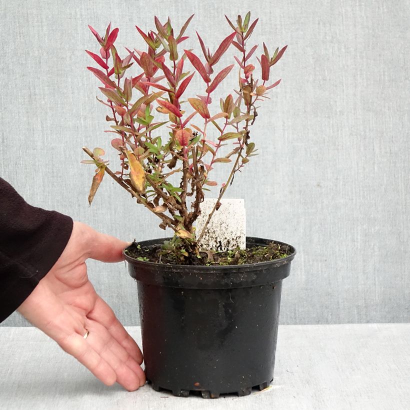 Esemplare di Aster novae-angliae Septemberrubin - Astro settembrino Vaso da 2L/3L come consegnato in autunno