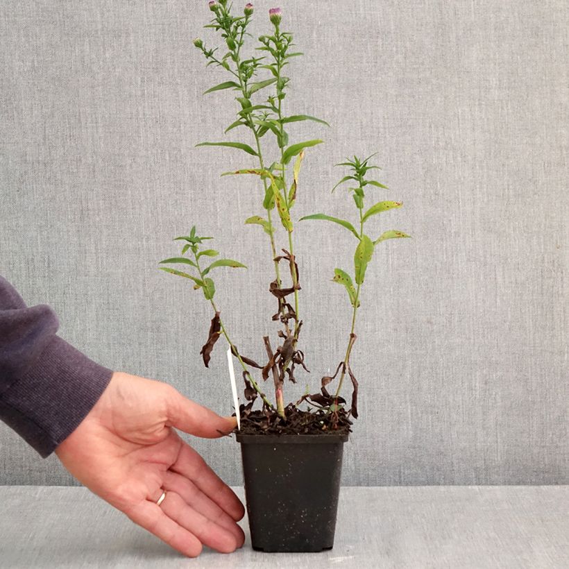 Esemplare di Aster novi-belgii Eventide - Astro settembrino Vasetto da 7/8 cm come consegnato in autunno