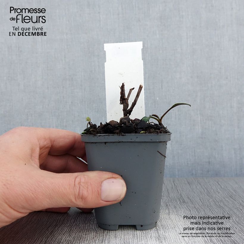 Aster novi-belgii Eventide - Astro settembrino Vasetto da 7/8 cm esemplare consegnato in inverno