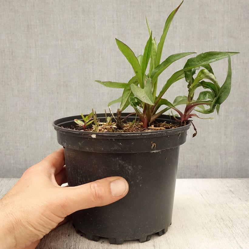 Aster novi-belgii Fellowship - Astro settembrino Vaso da 2L/3L esemplare consegnato in primavera