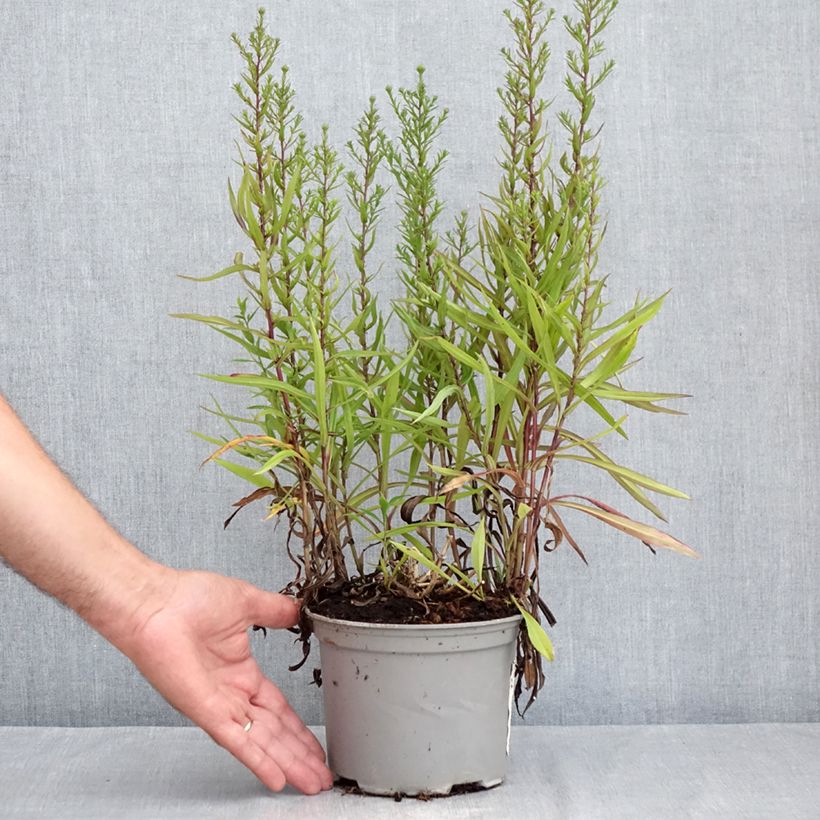 Esemplare di Aster novi-belgii Karmin Kuppel - Astro settembrino Vaso da 2L/3L consegnato in estate