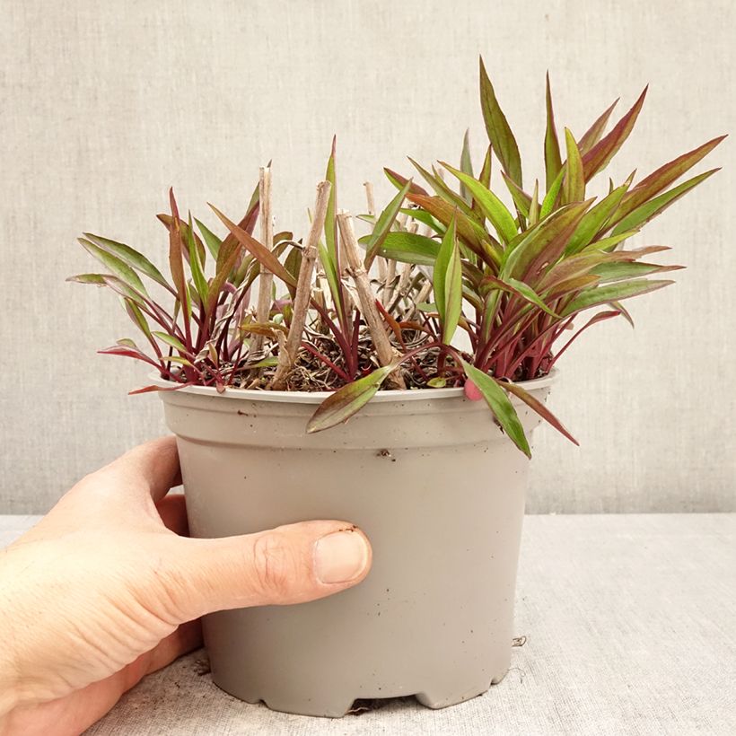 Aster novi-belgii Karmin Kuppel - Astro settembrino Vaso da 2L/3L esemplare consegnato in primavera