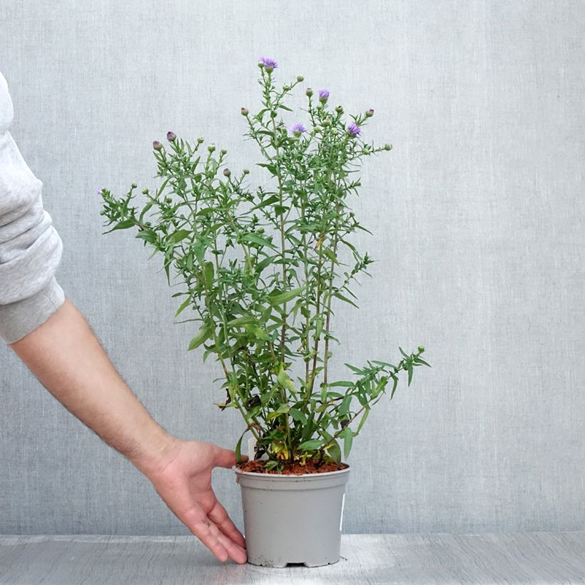 Esemplare di Aster novi-belgii Marie Ballard - Astro settembrino Vaso da 2L/3L consegnato in estate