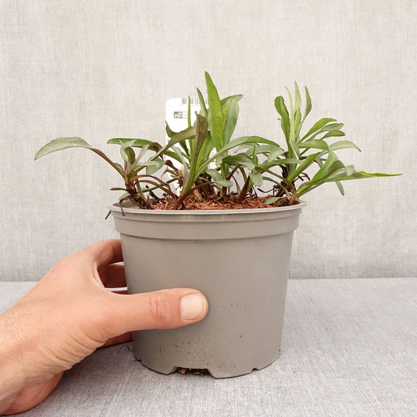 Aster novi-belgii Marie Ballard - Astro settembrino Vaso da 2L/3L esemplare consegnato in primavera