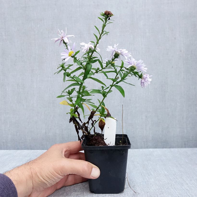 Esemplare di Aster novi-belgii Porzellan - Astro settembrino Vasetto da 8/9 cm come consegnato in autunno
