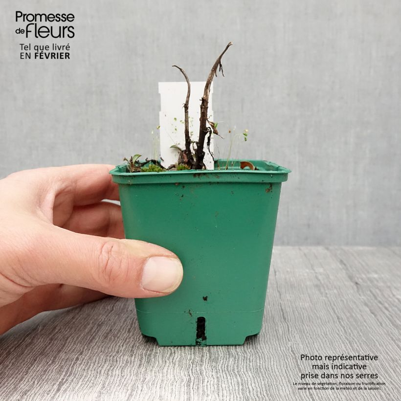 Aster novi-belgii Reitlingstal - Astro settembrino Vasetto da 8/9 cm esemplare consegnato in inverno