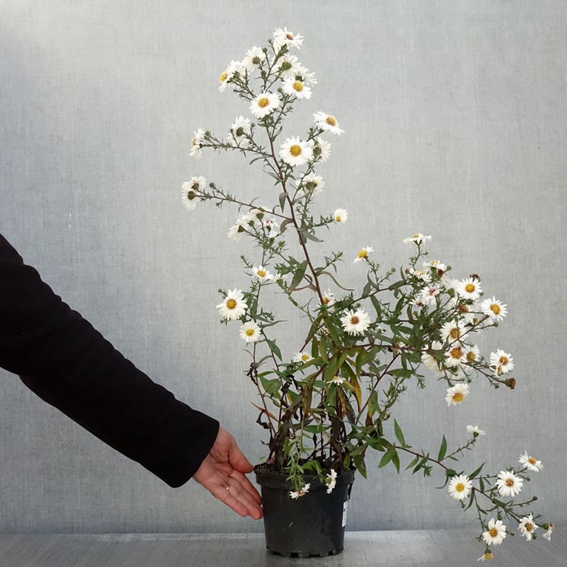 Esemplare di Aster novi-belgii White Lady - Astro settembrino Vaso da 2L/3L come consegnato in autunno