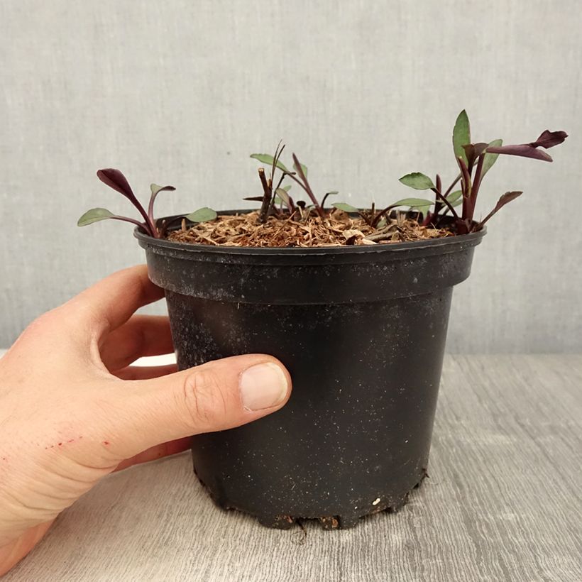 Aster novi-belgii White Lady - Astro settembrino Vaso da 2L/3L esemplare consegnato in primavera